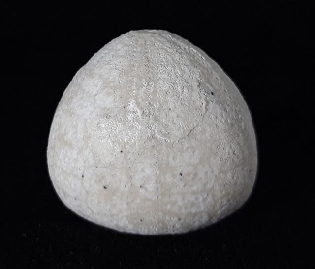 Galerites vulgaris (LESKE 1776) - Bild © FossNet FossilienStore